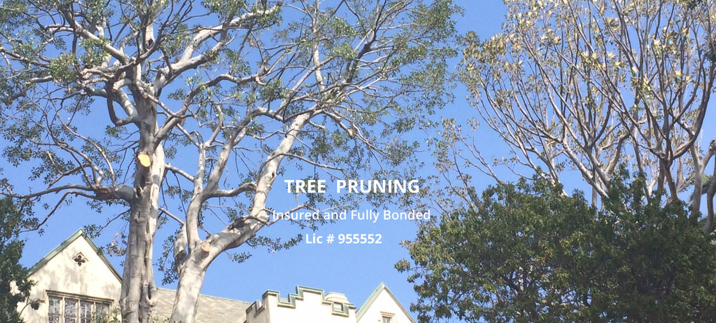 Tree Trimming Services