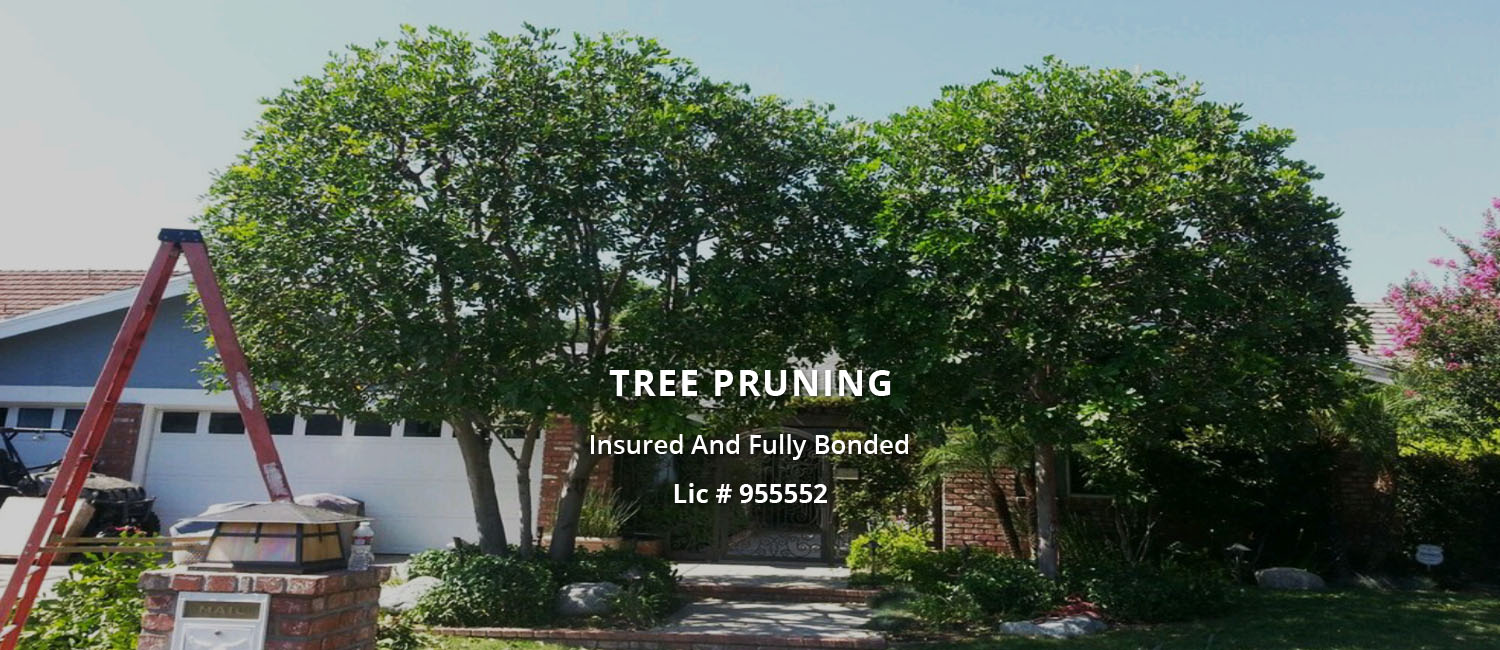 Tree Trimming Services